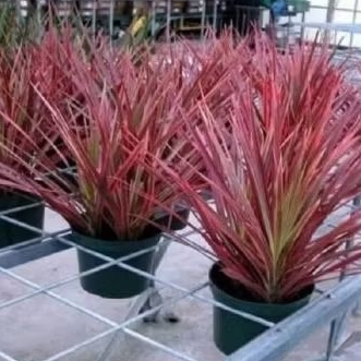 Dracaena Tricolor Merah, Tanaman Dracena Trikaler Merah