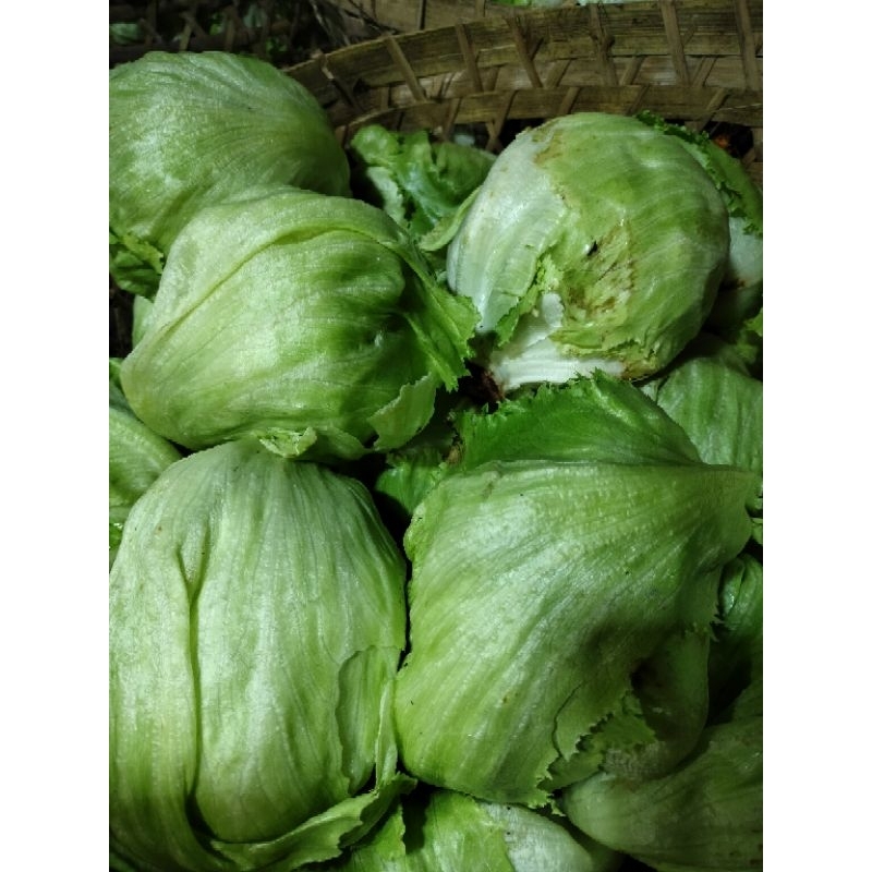 

Letuce 500 gram, letuce segar, letuce salad, letuce kaya vitamin, letuce packing.