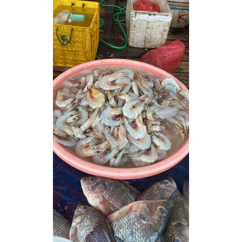 

INSTAN Udang Basah Fres