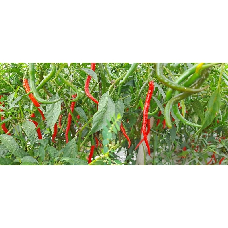

Cabai Merah Keriting dari kebun 1kg