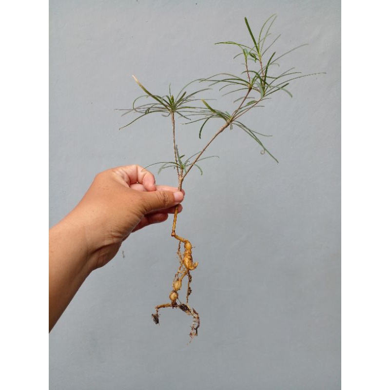 Euphorbia hedyotoides bonggol cakep