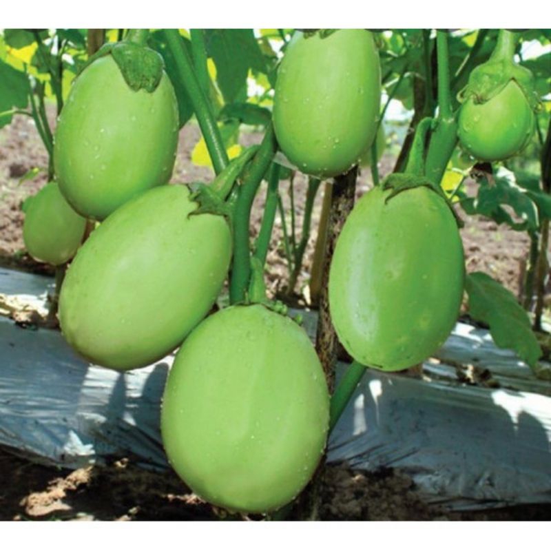 250 butir benih terong pondoh hijau ronggo