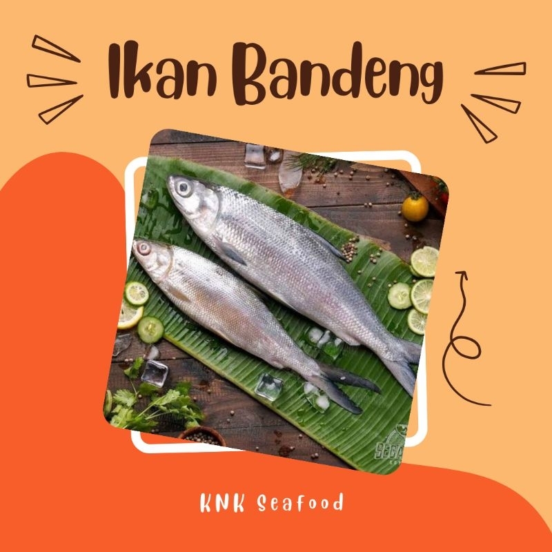 

KNK - Ikan Bandeng Kualitas Super tanpa bau tanah