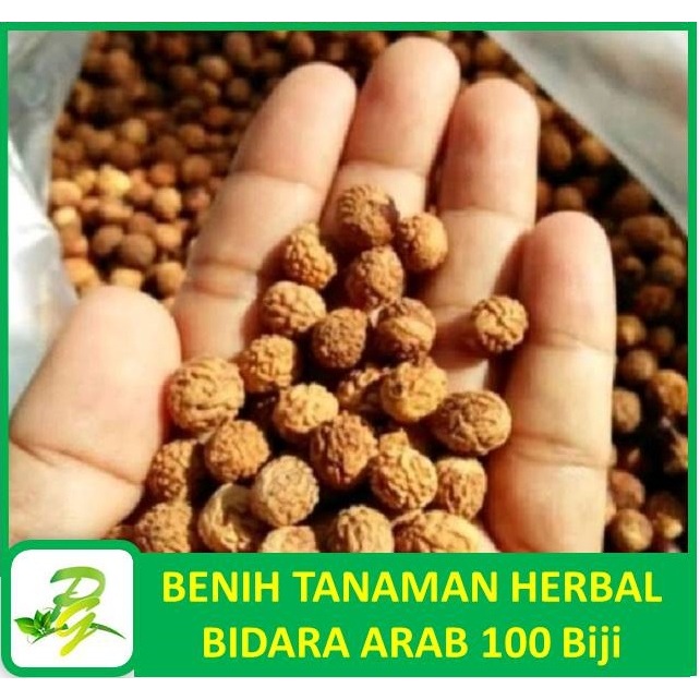 PEERINA BENIH HERBAL Benih Biji Bidara Arab Asli Siap Tanam 100 Biji
