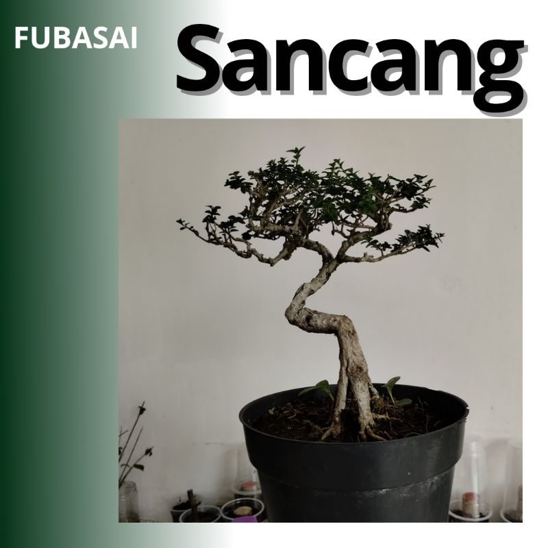 Bonsai Sancang Siap Pajang | Bonsai Sancang Mini