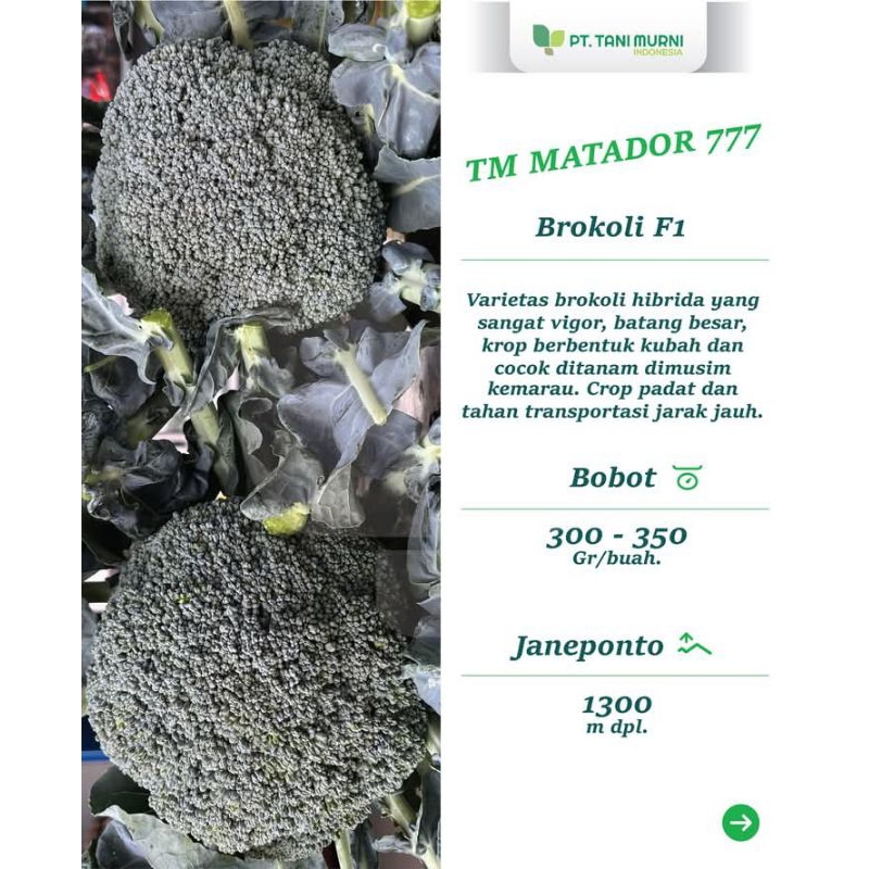 

Matador 777 benih unggul brokoli