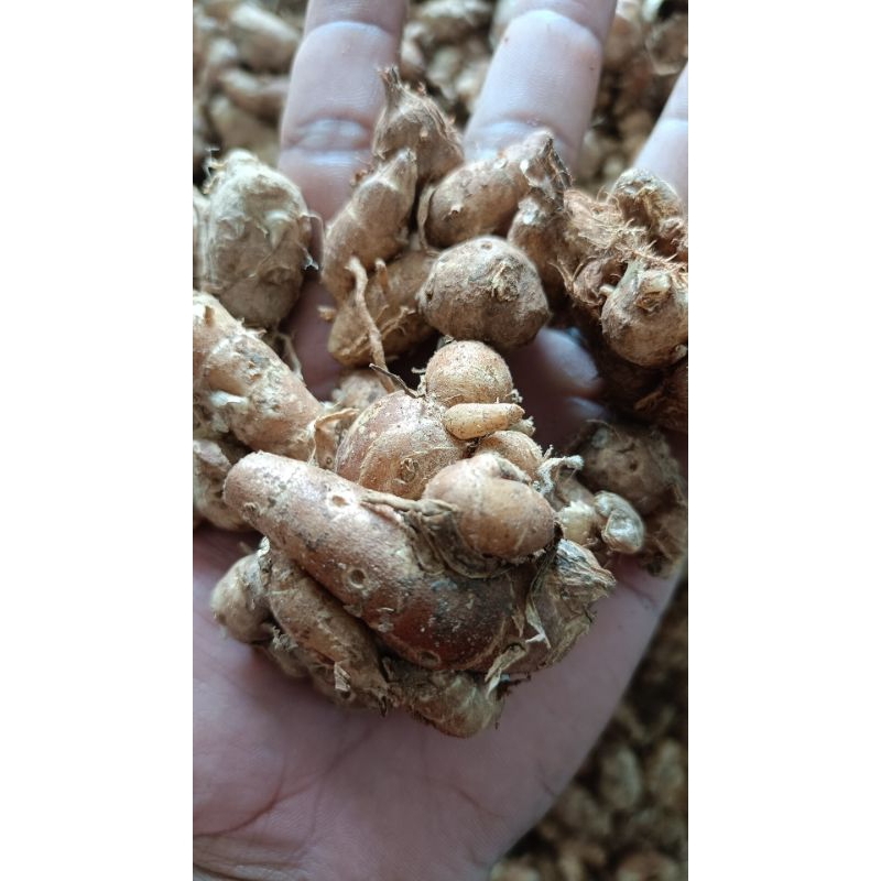 

kencur segar fresh COD 1kilo