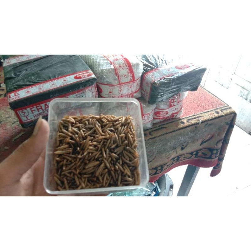 magot fress/ magot hidup