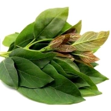 

daun alpukat sgar 350 gr daun herbal alami