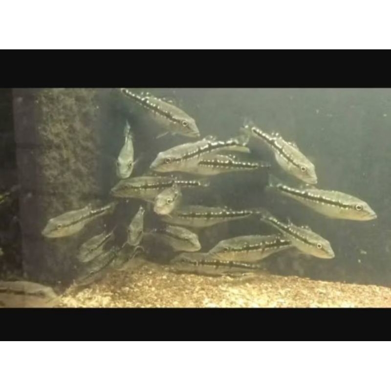 mainan ikan pbass pinima aquarium