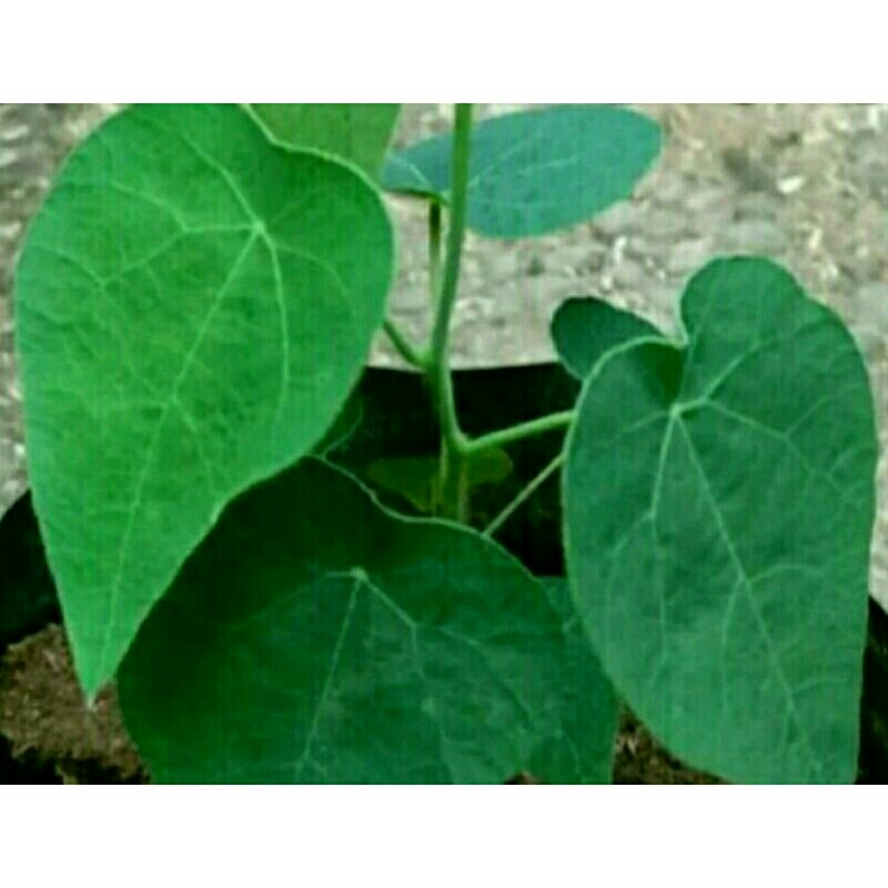 tanaman hias cincau bulu cincau rambat