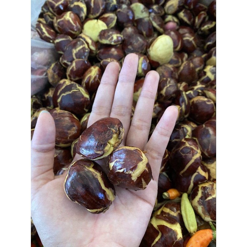 

JENGKOL TUA KUPAS KEMASAN 100GRAM SAMPAI 1KG / BAHAN-BAHAN BUMBU DAPUR / JENGKOL TUA IMPORT / JENGKOL TUA TERLARIS /JENGKOL MUDA /JENGKOL TUA PALEMBANG /JENGKOL JAWA /LALAPAN MAKANAN