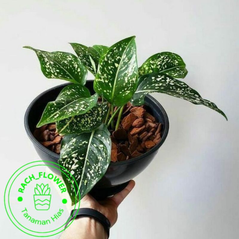 ( BISA COD ) Tanaman Hias Aglonema Srikit Totol Putih Bunga Hias Aglaonema Serikit / Tanaman Hidup A