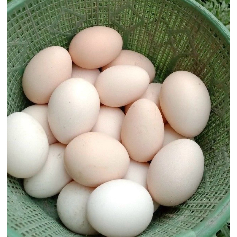 

telur ayam kampung