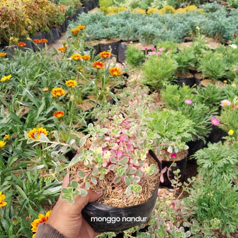 tanaman hias KROKOT VARIGATA/KROKOT PINK/PORTULACA