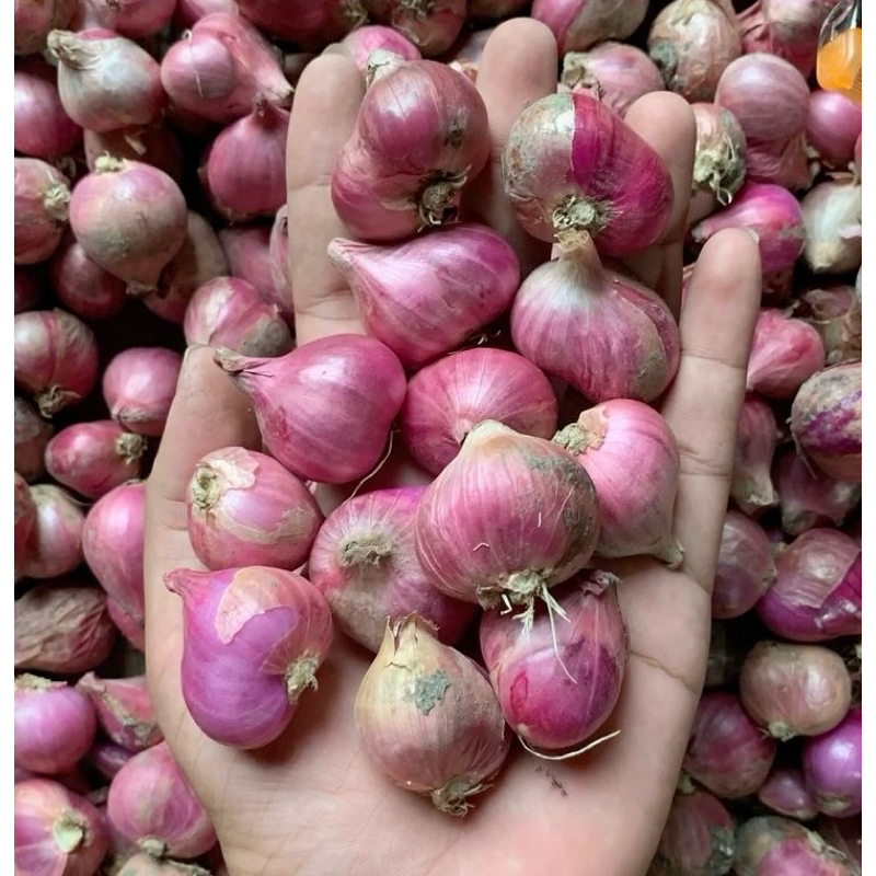 

bawang merah super