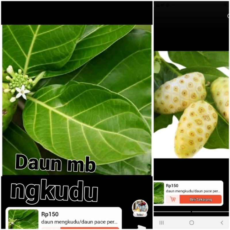 

Daun mngkudu sgar daun mngkudu herbl