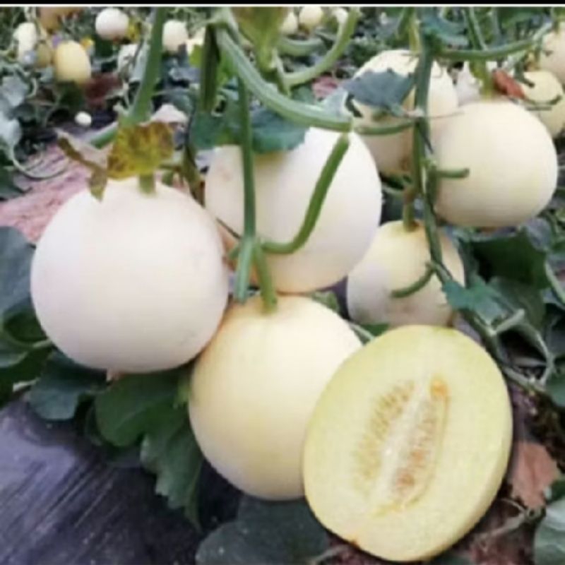 biji benih melon putih honeydew isi 10 butir