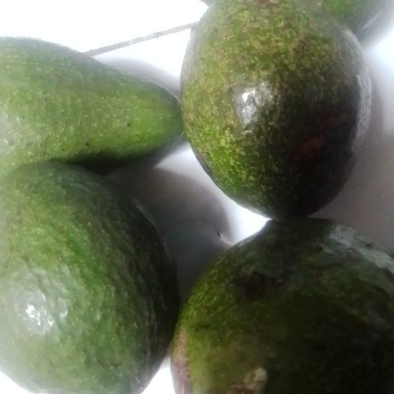 

alpukat harga 1kg