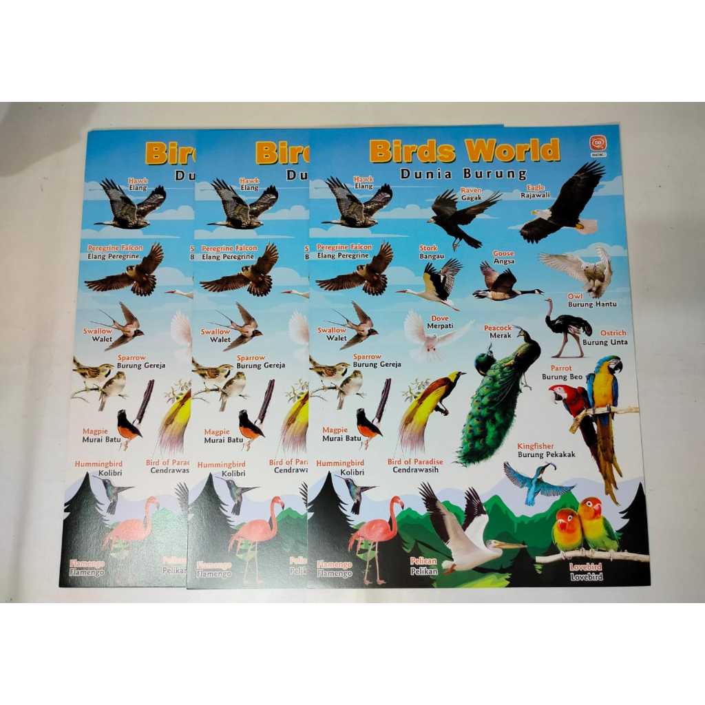 Poster Edukasi Anak l Poster Gambar Burung/Birds l Belajar Mengenal Hewan untuk Anak