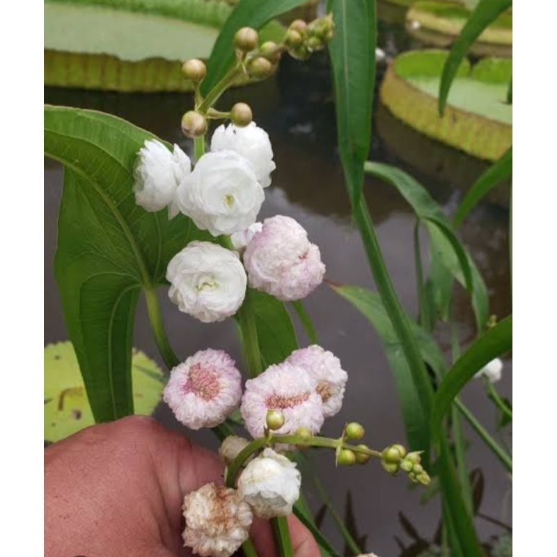 melati air bunga putih tumpuk langka tanaman air kolam taman indoor outdoor hias bunga sagitaria jap