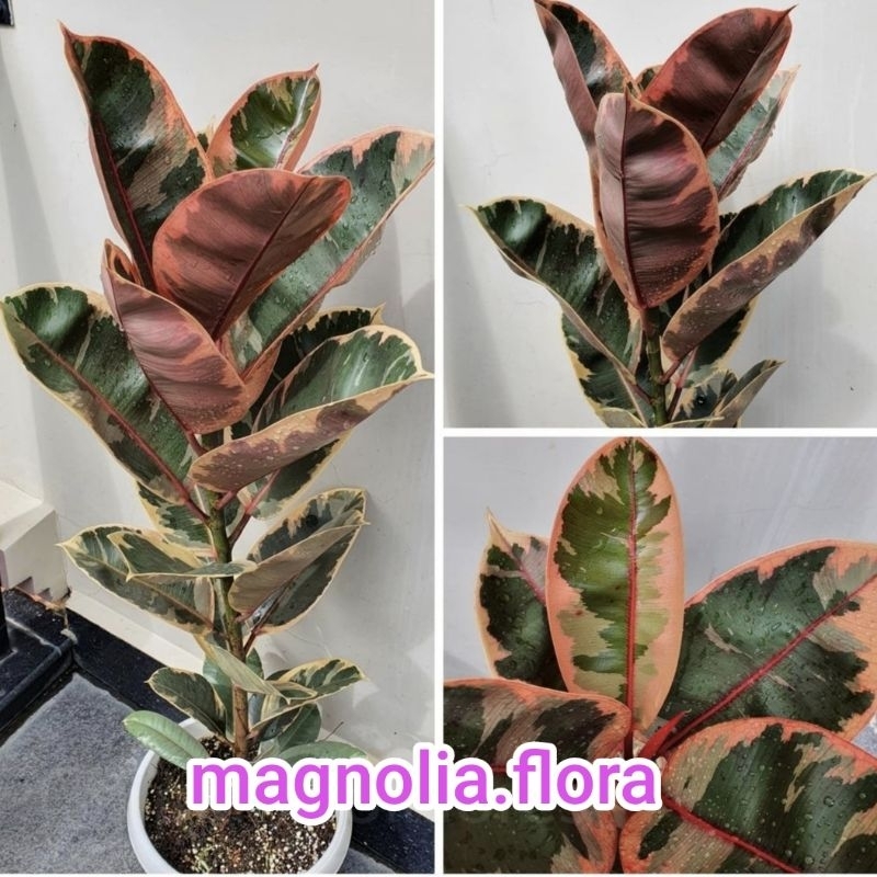 Ficus elastica red ruby / karet kebo varigata variegata merah / bibit tanaman hias bunga