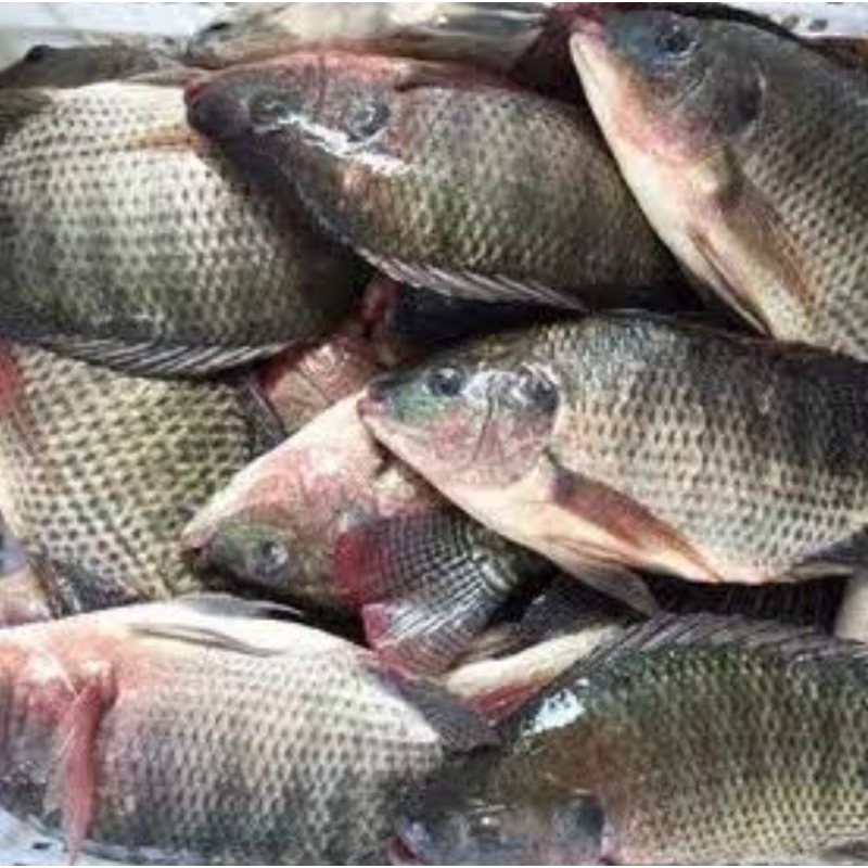 

IKAN NILA SEGAR 1 kilo (sudah bersih)