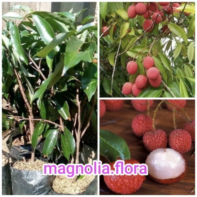 [ CANGKOK ] Leci kom dari cangkok cepat berbuah / bibit tanaman hias bunga buah buahan leci merah