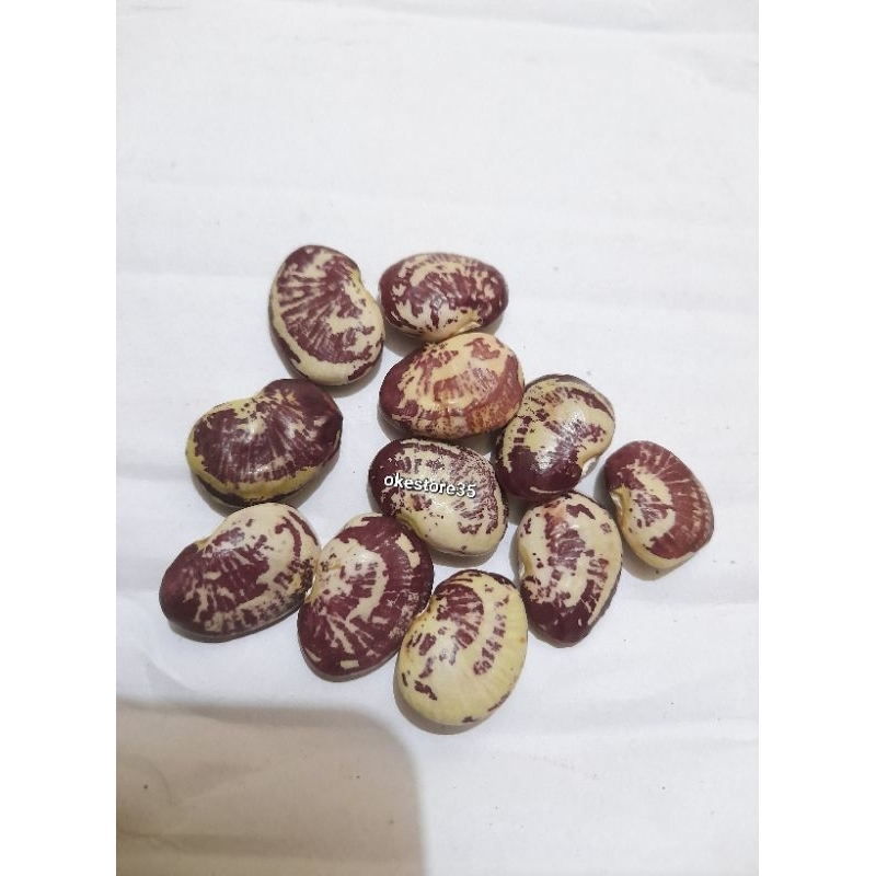 10 biji benih kacang koro sayur