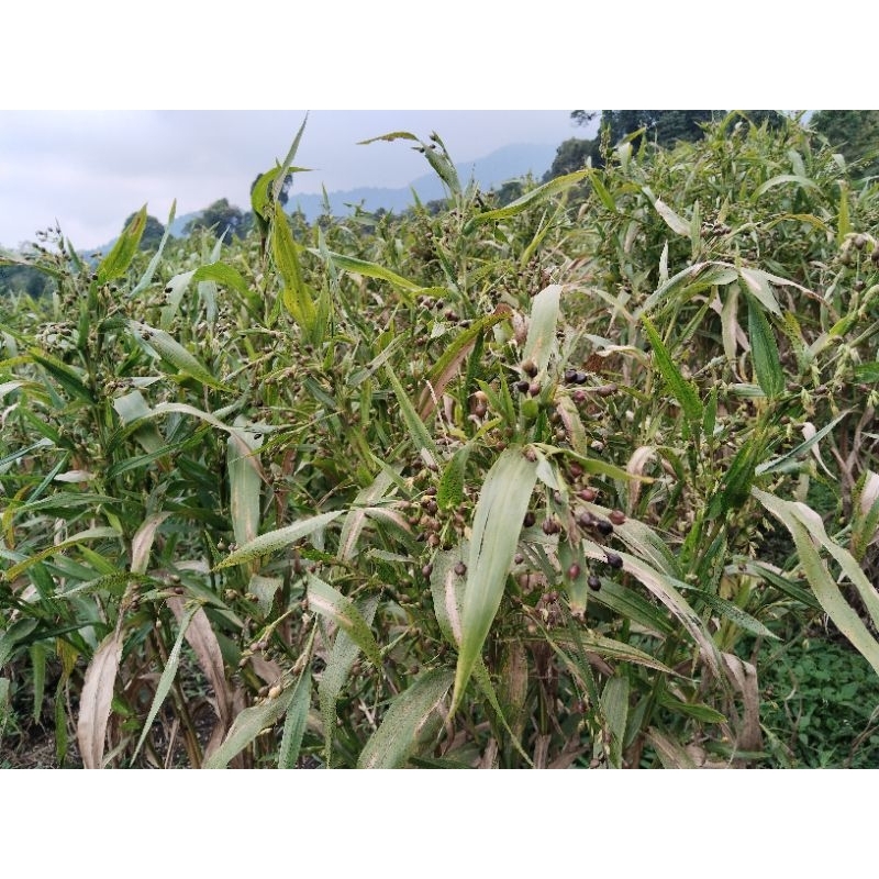 bibit/benih hanjeli unggul isi 20 pcs