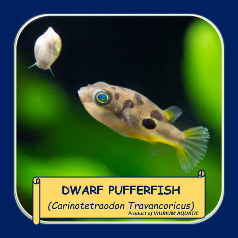 IKAN HIAS AIR TAWAR - MINI PUFFERFISH / DWARF PUFFERFISH