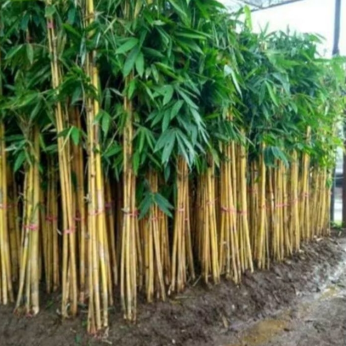 Tanaman bambu kuning perpolibek isi 2-4 batang Rumpun bambu panda tinggi 2 meter lebih