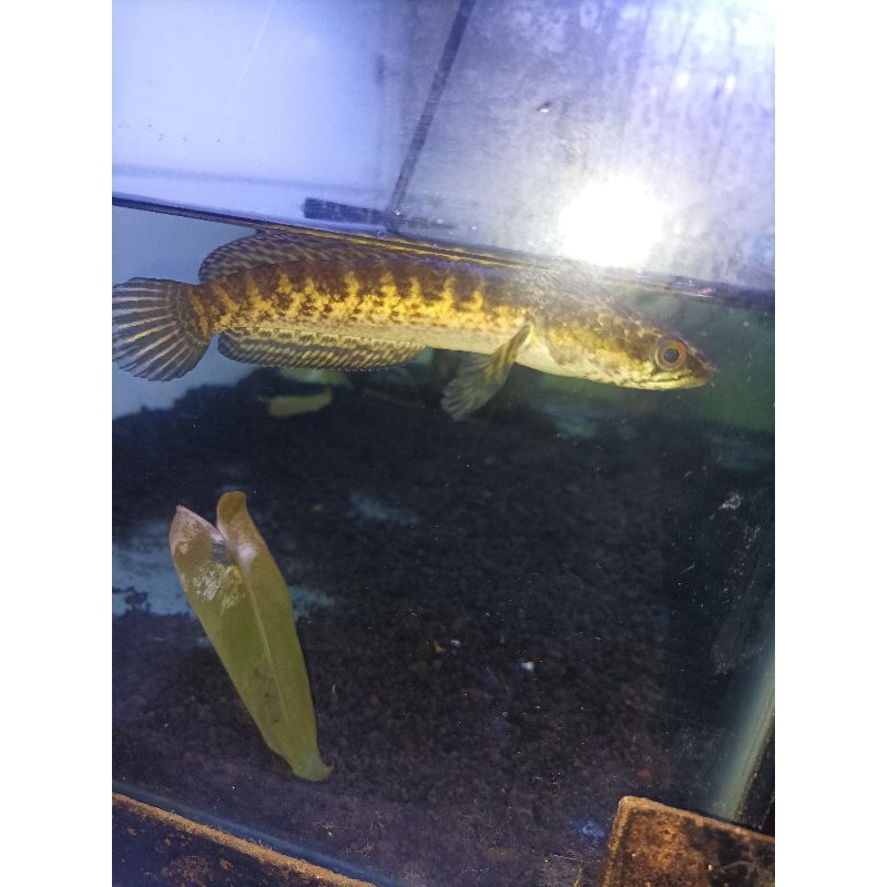 chana auranti 14-15cm