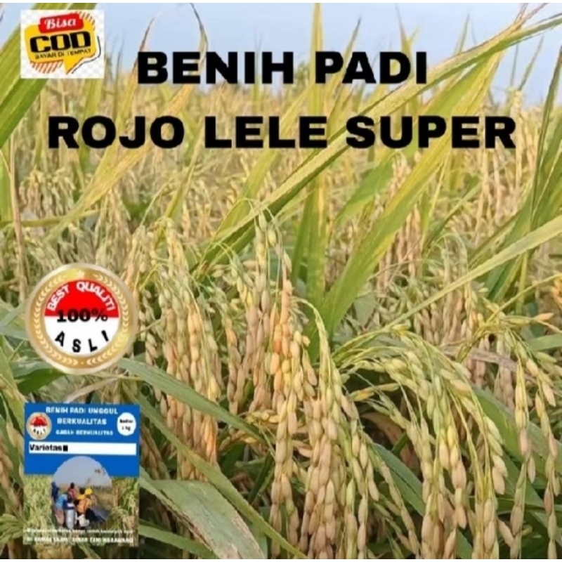 BENIH PADI ROJOLELE KEMASAN 2KG