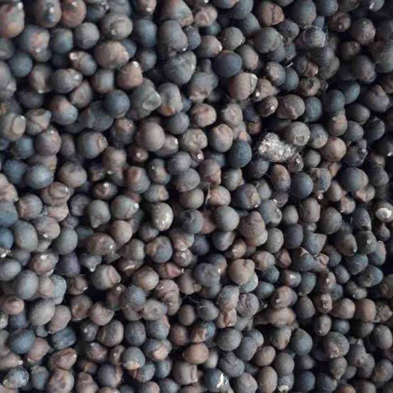 

biji kapuk randu/ klenteng 1kg bibit/ pakan ikan empang