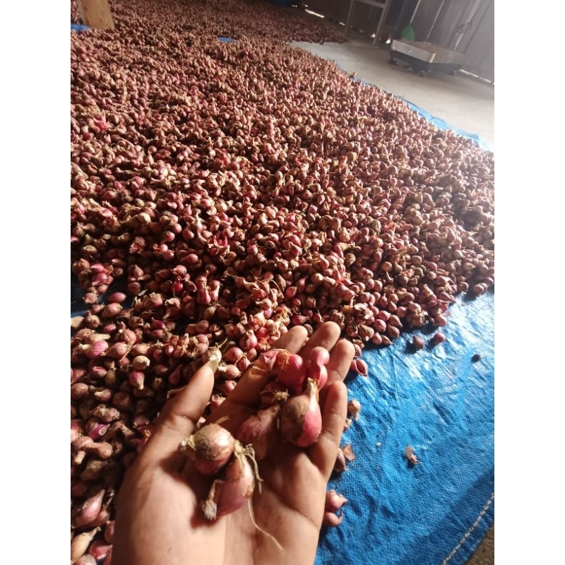 

bawang merah
