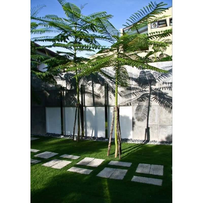 bibit tanaman hias indoor solibium pakis brazil - solobium - pakis brazil