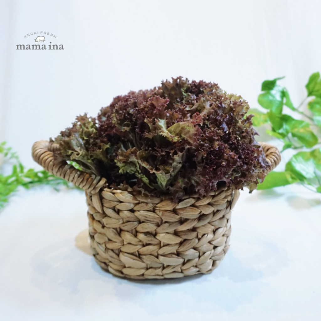 

Selada Merah Organik 300g