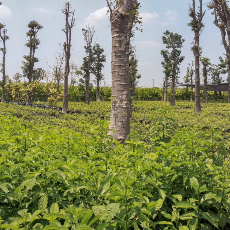 Bibit Pohon Baobab Adansonia Digitata/Kaki Gajah