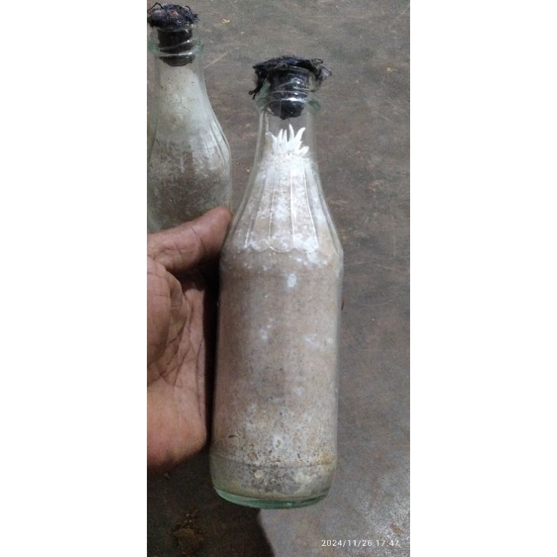 bibit jamur tiram coklat f2