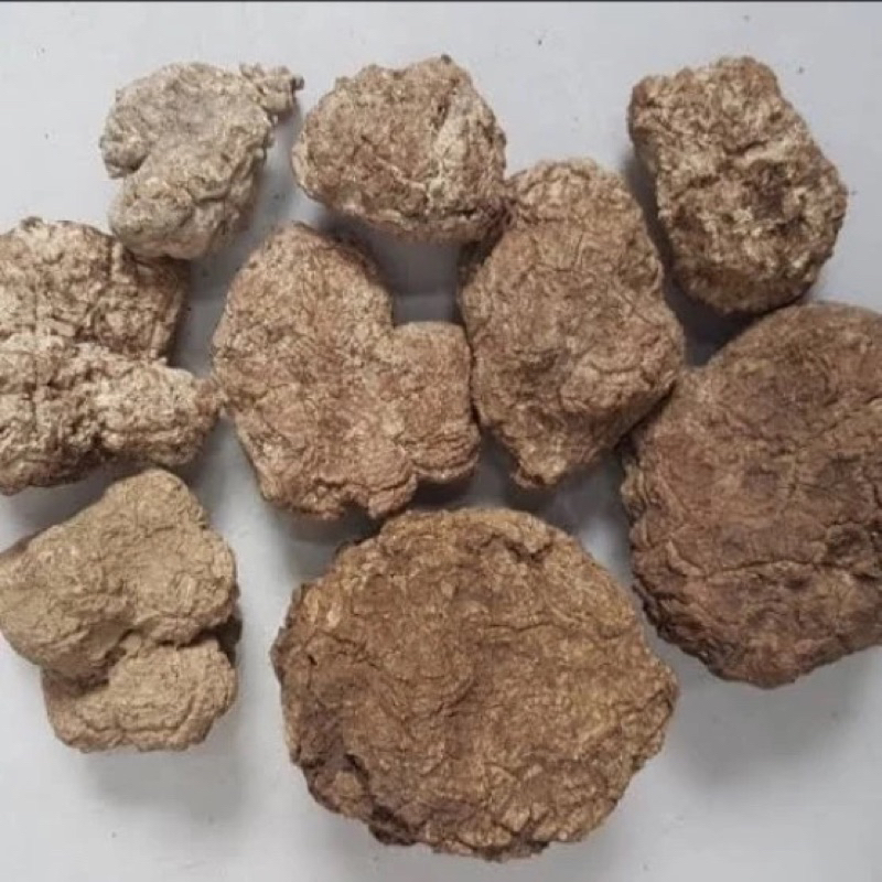 

Jamur Susu Harimau Alami Tiger Milk Mushroom Jamur Kering