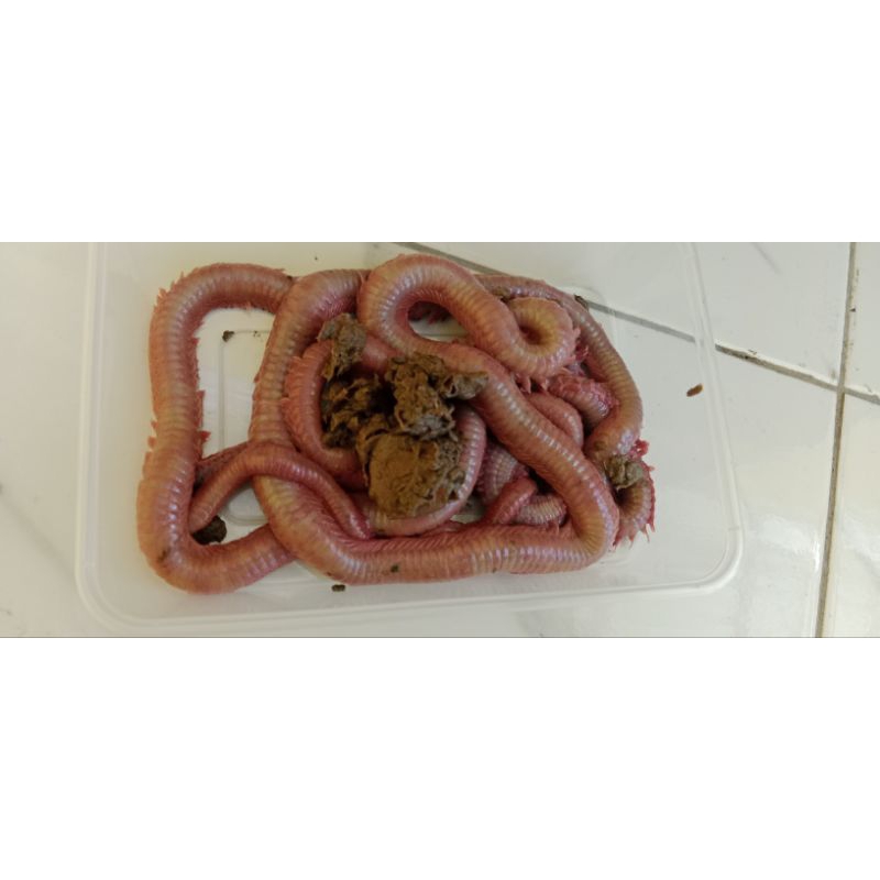 UMPAN GALATAMA LELE CACING NIPAH GREAD A+ PANJANG 2METER UP