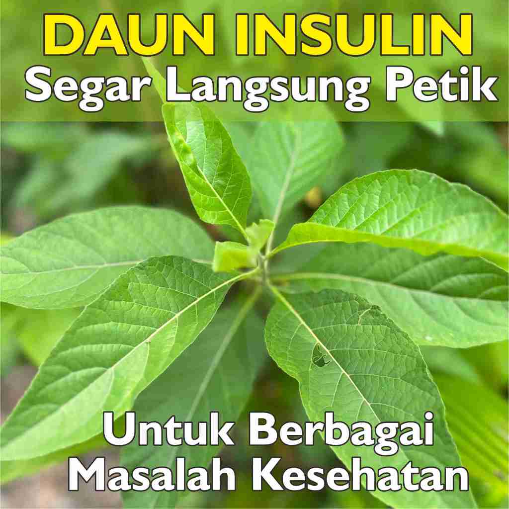 

DAUN INSULIN /DAUN KLOROFIL 100 LEMBAR SEGAR LANGSUNG PETIK