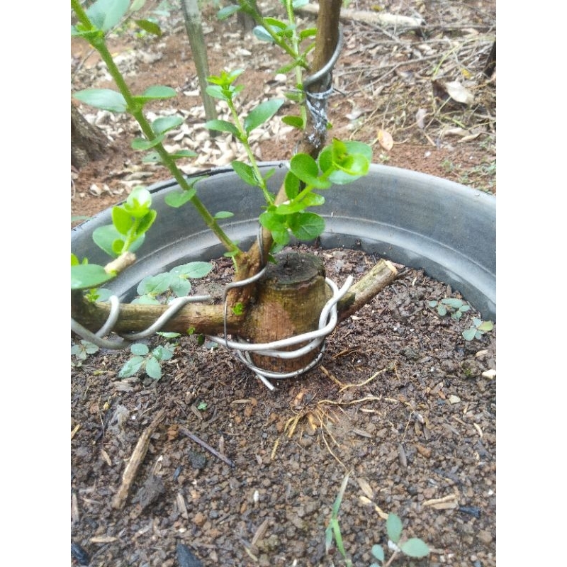 Bonsai Bahan Prokar Sancang