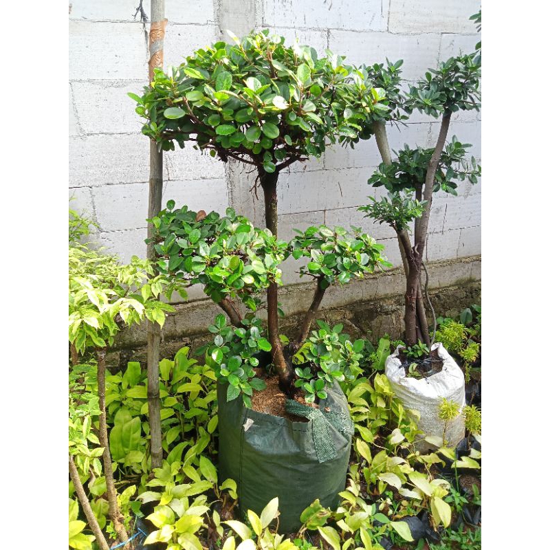 beringin Korea dolar bonsai beringin dolar korea