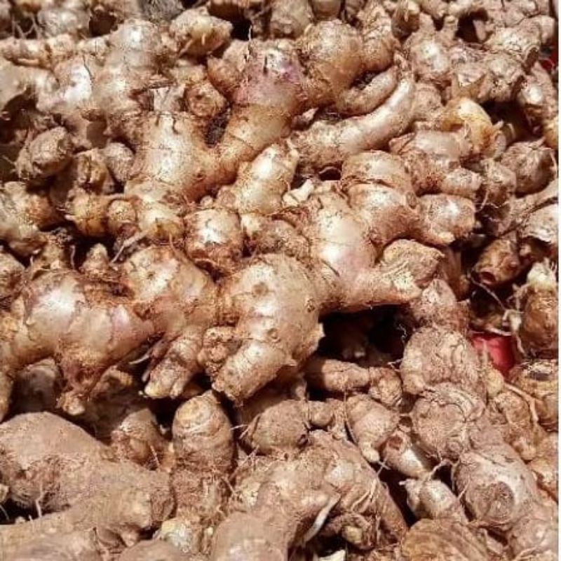 

jahe rempah jahe bumbu masak penyedap rasa 1kg jahe bumbu masak pilihan