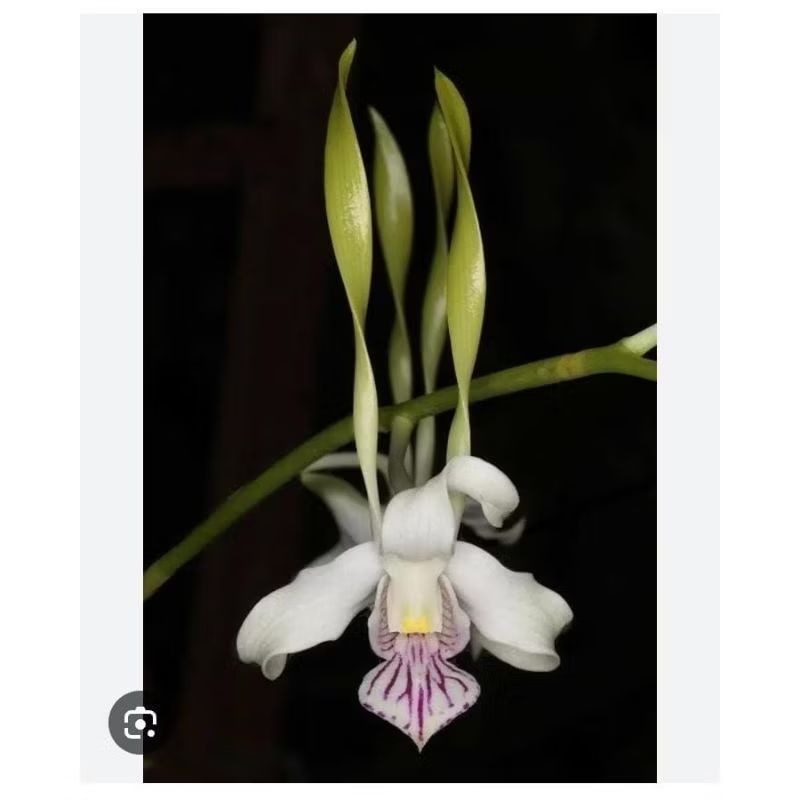 Anggrek Dendro Antennatum Albertisii rimbun