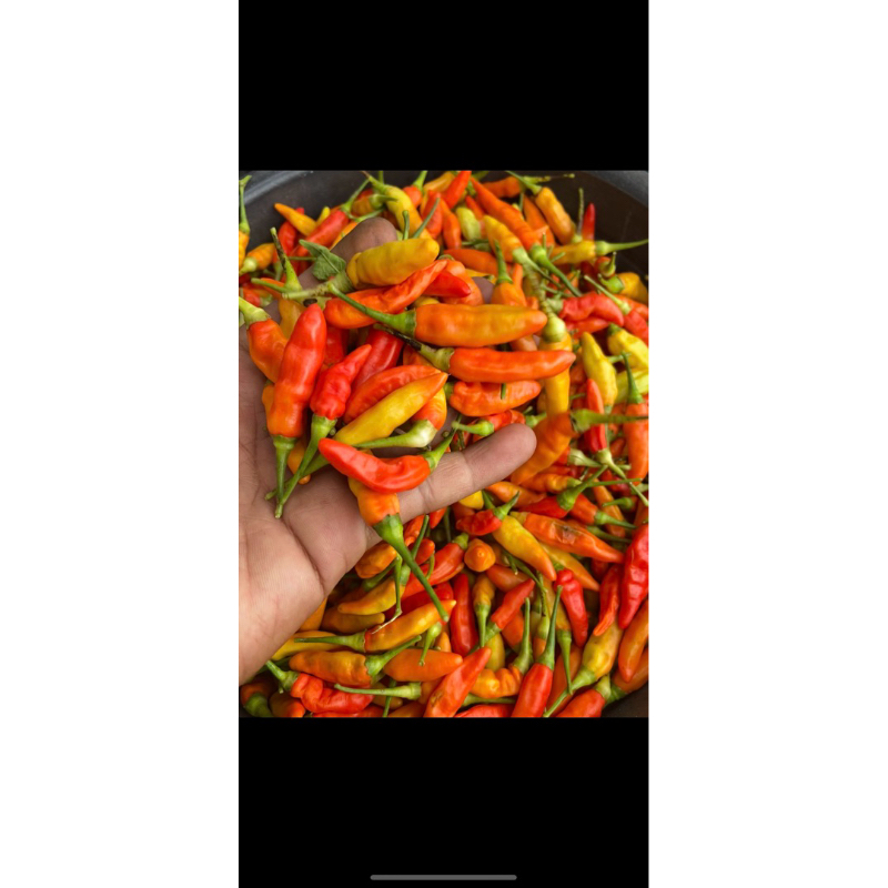 

Cabai rawit 1kg