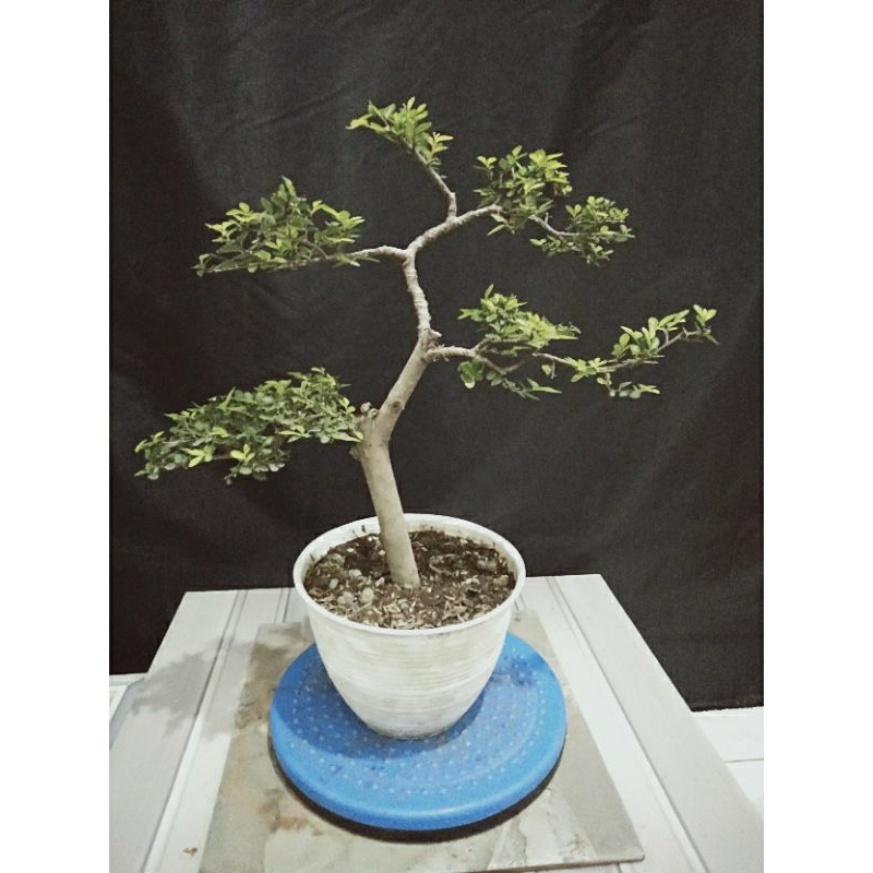 bonsai ulmus