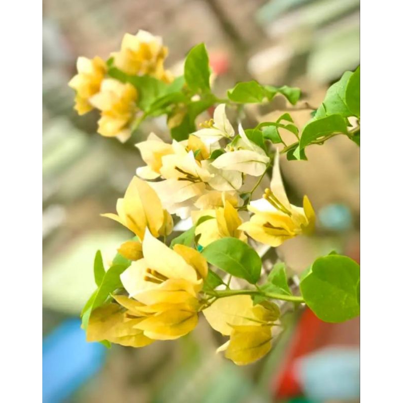 bougenvile id Kuning Survena ori